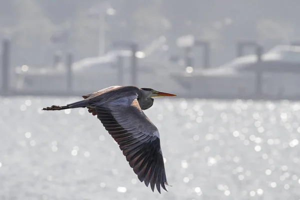 Garza suave retroiluminada en vuelo —  Fotos de Stock