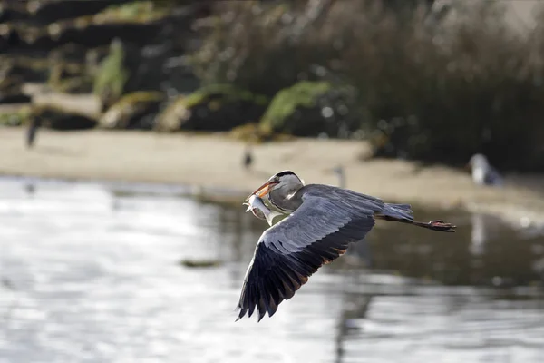 Reiher fliegt mit Flosse im Schnabel — Stockfoto