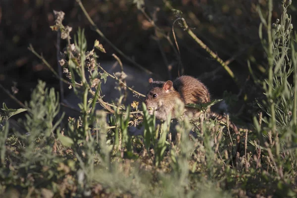 Mouse sulla riva del fiume in cerca di cibo — Foto Stock