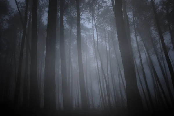 Floresta nebulosa misteriosa — Fotografia de Stock