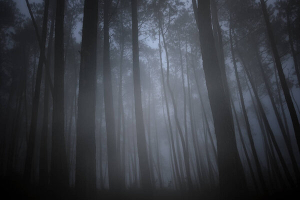 Mysterious dark foggy forest at dusk or night.