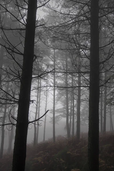 Dimmigt skogen på kvällen — Stockfoto