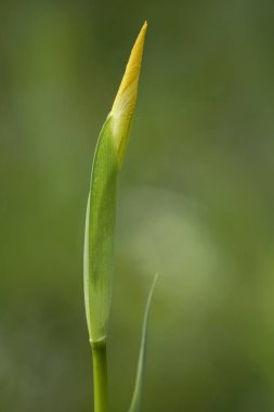 vahşi lily bud