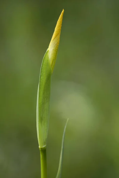 Brote de lirio salvaje — Foto de Stock