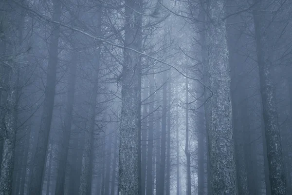 Madeira de pinheiro nebulosa ao entardecer — Fotografia de Stock