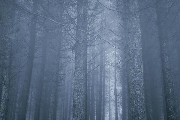 Mysterious foggy pinewood at dusk