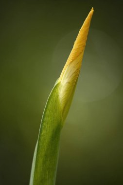 vahşi lily bud