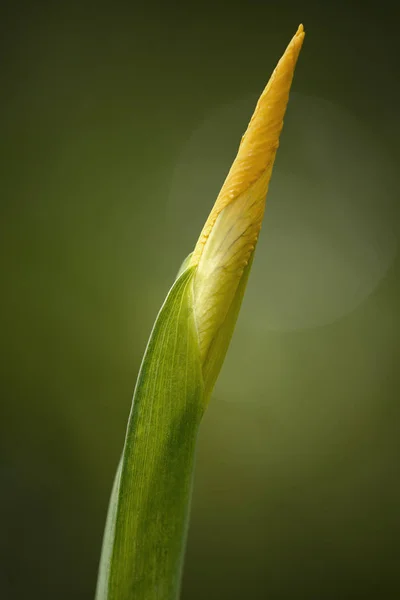 Брунька дикої лілії — стокове фото
