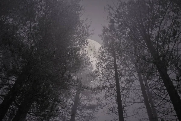 Rising full moon in a misty pinewood