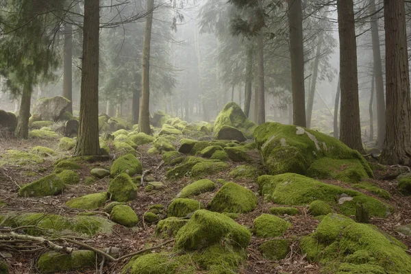 霧深い山の森林 — ストック写真