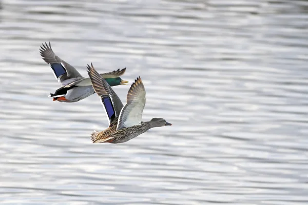 Wildenten auf der Flucht — Stockfoto