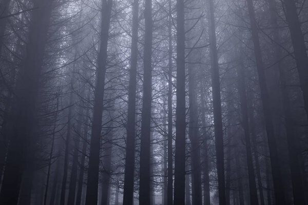 Mysterious dark foggy pinewood at dusk