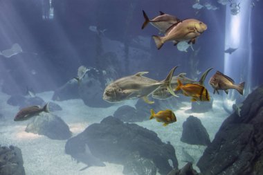 Aquaqium deniz balığı geçiyor