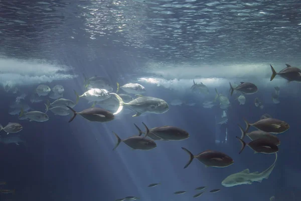 Akvaryum caranx su aygırları balık — Stok fotoğraf
