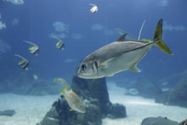 Tuzlu su akvaryumu xareu