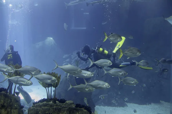 Aquarium divers during maintenance — Stock Photo, Image