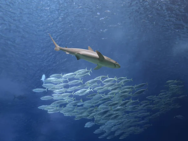 Tubarão e escola de peixe cavala — Fotografia de Stock