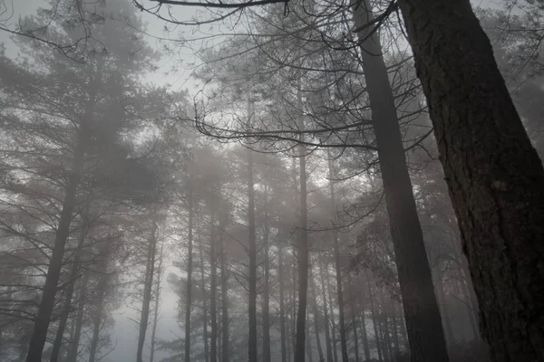 神秘的雾松木 — 图库照片