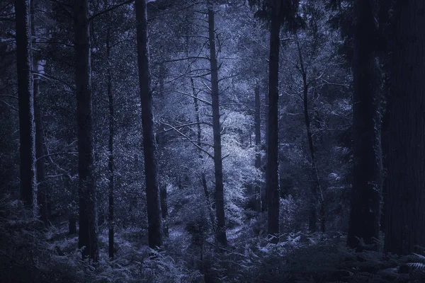 Mystiska djupa skogar — Stockfoto