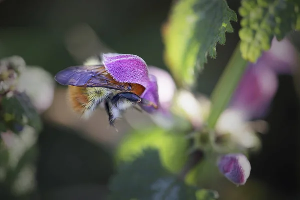 Macro de polinización de una abeja —  Fotos de Stock
