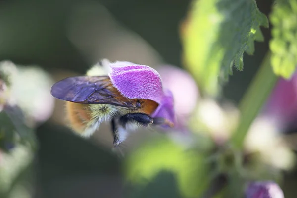 Macro de polinización de una abeja —  Fotos de Stock
