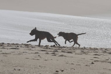 sahilde köpekler runnin