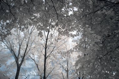 Sihirli kızılötesi orman