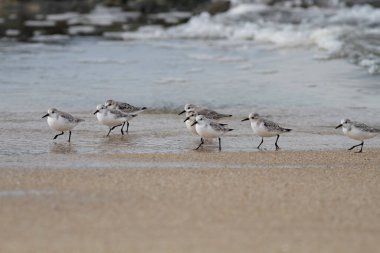 Sanderlings Portekiz 'in kuzeyinden bir deniz sahilinde yürüyor..