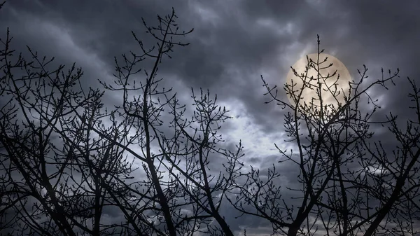 Creepy bare tree branches in a cloudy full moon night