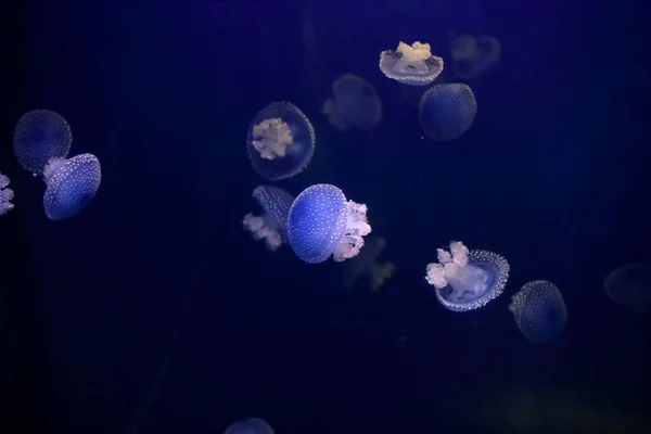 Bellissime Meduse Blu Acquario Foto — Foto Stock