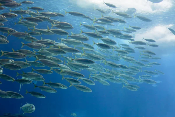 Krásná Velká Rybí Škola Pohybu — Stock fotografie
