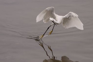Elegant white egret showing its fishing technique. Douro river, north of Portugal. clipart