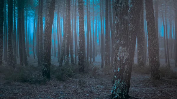Bosques Brumosos Mágicos Atardecer — Foto de Stock