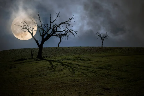 Dia Das Bruxas Atrasado Árvores Nuas Uma Noite Lua Cheia — Fotografia de Stock