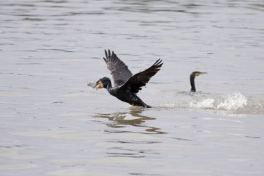 Karabatak tekir balığı avlar. Douro Nehri, Portekiz 'in kuzeyi..