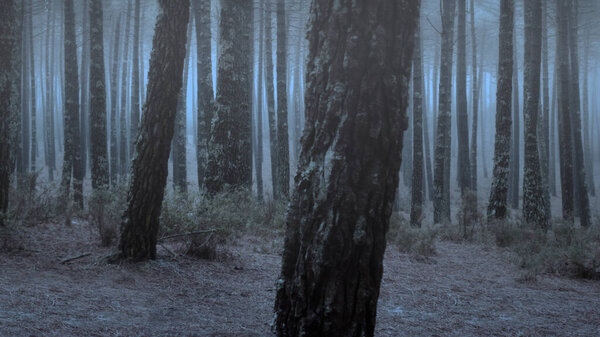 Creepy foggy woods at dusk