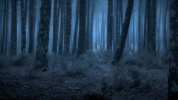 Creepy Foggy Woods Dusk — Stock Photo, Image