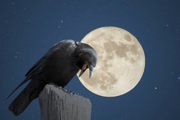 Corvo Una Notte Luna Piena Stellata — Foto Stock