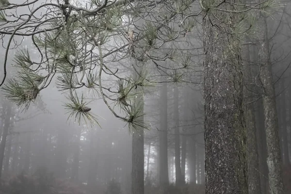 Des Pinèdes Bidon Mettre Accent Sur Les Feuilles Les Cônes — Photo