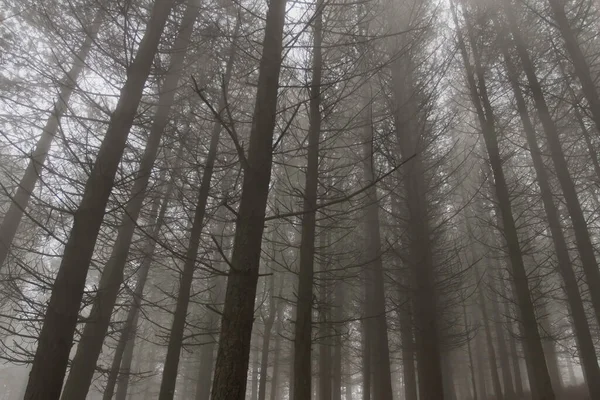 Foggiga Tallskogar Skymningen — Stockfoto