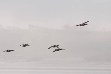 Sisli bir sabah Douro nehrinde ördekler uçuyor