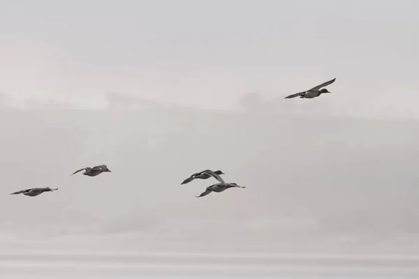 Canards Vol Dessus Rivière Douro Dans Une Matinée Brumeuse — Photo