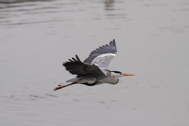 Heron in flight. Douro river, north of Portugal. clipart