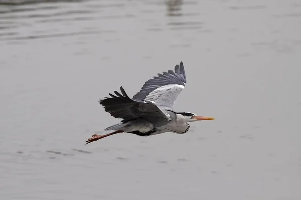 Heron Menekül Douro Folyó Portugália Északi Részén — Stock Fotó