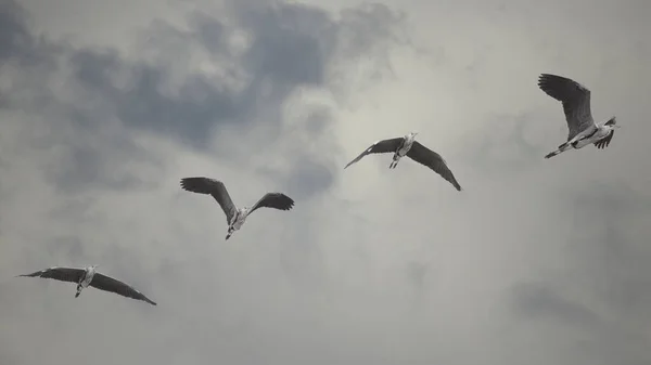 Heronit Lentävät Pilvistä Taivasta Vastaan — kuvapankkivalokuva