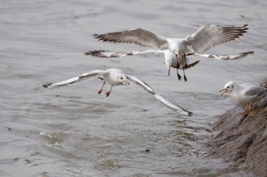 Balık tutan kırlangıç sürüsü. Douro Nehri, Portekiz 'in kuzeyi..