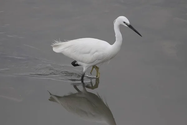 Silberreiher Angeln Douro — Stockfoto