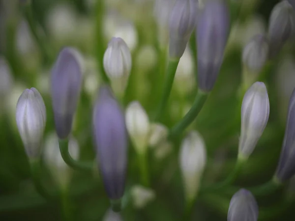 Wild Defokussierte Lilienknospen Hintergrund — Stockfoto