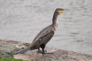 Douro nehri bir sınır iskelesinde dinlenen büyük bir karabatak.