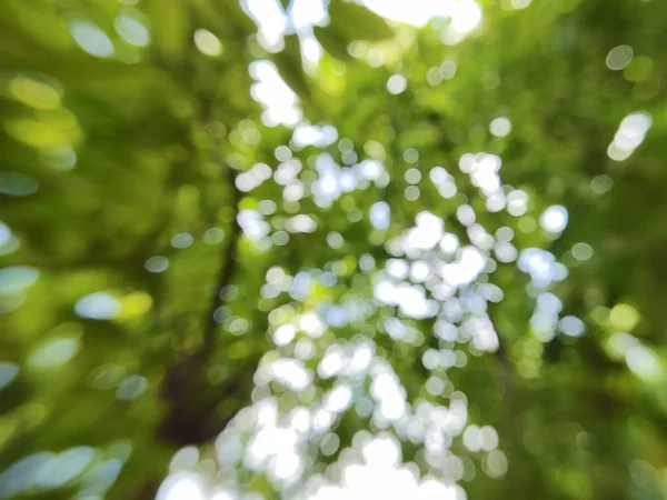 Размытый Зеленый Фон Боке — стоковое фото